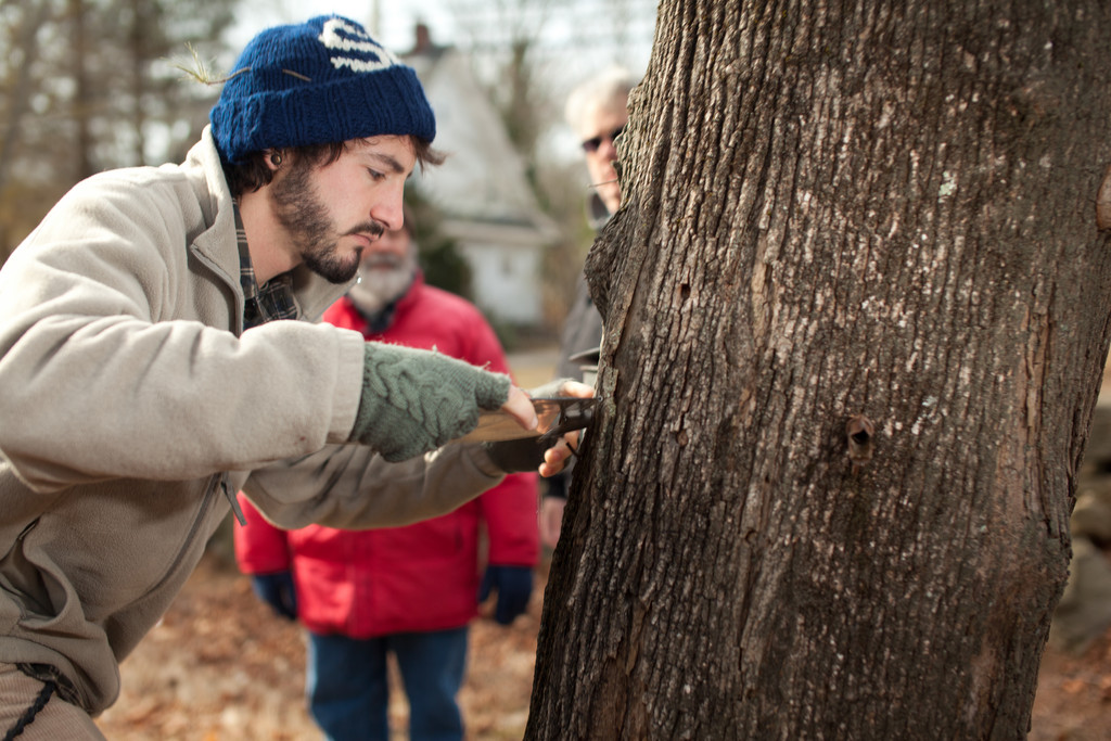 Tapping the trees at Kingston Syrup
