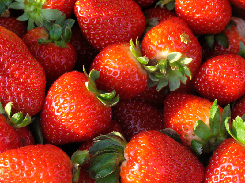 Little Compton's Young Family Farm hosts a Strawberry Fest on June 24