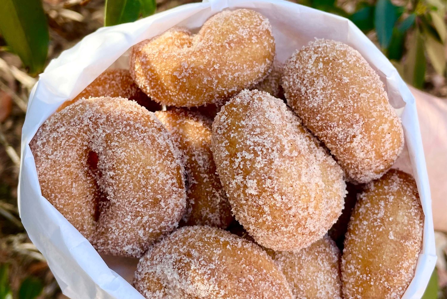Mini-donuts fresh out of the fryer from Black Dog Donuts