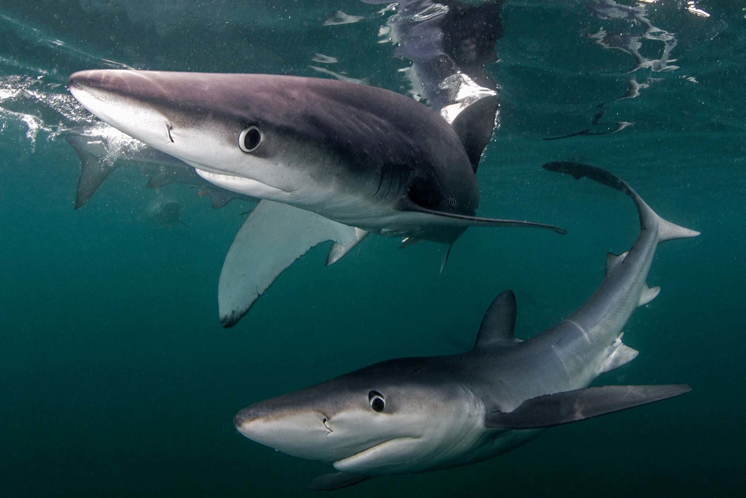 A pair of mako sharks
