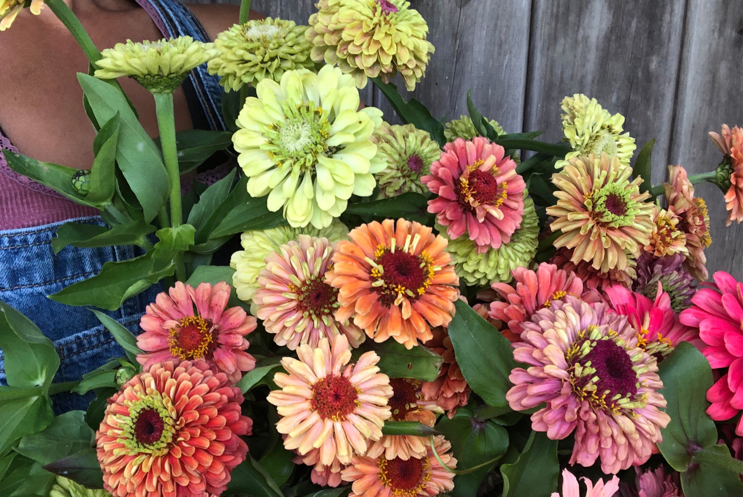 Colorful zinnias are summertime stunners