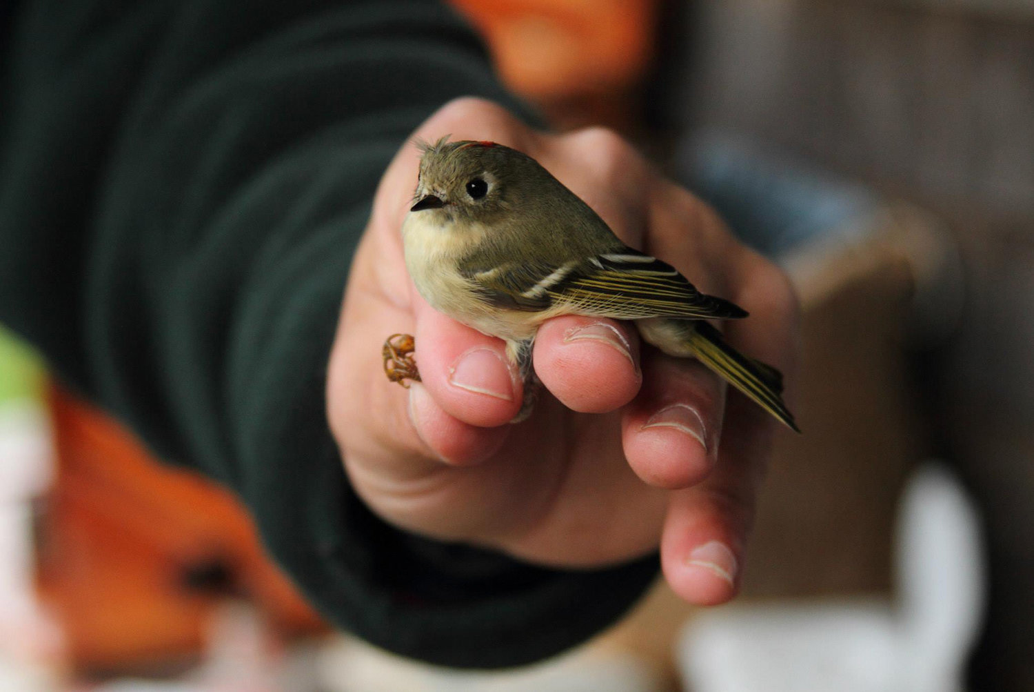 The Nature Conservancy conducts bird banding to keep track of the island's species